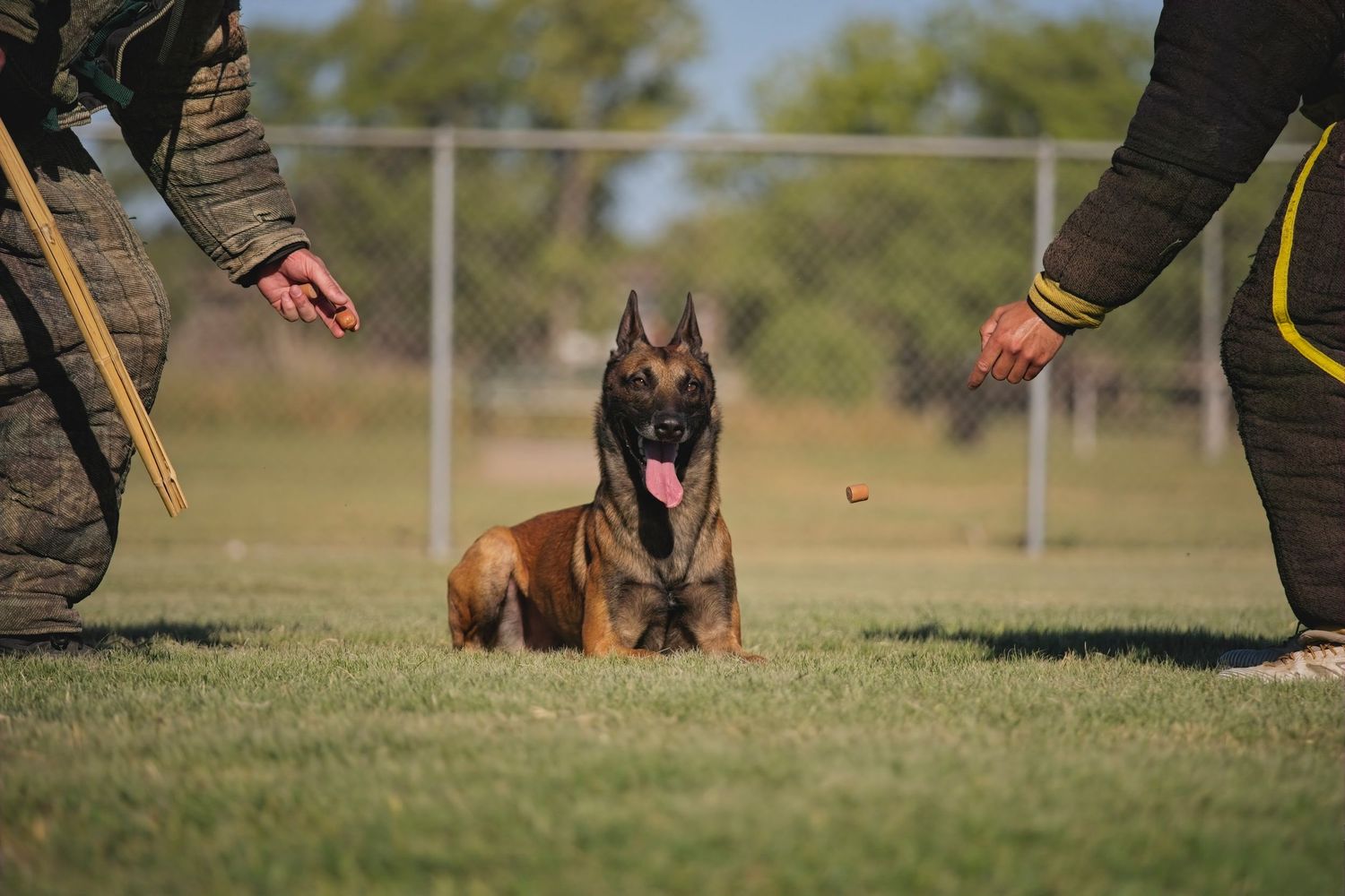 Belgian Malinois dogs perform obedience training exercises on a grassy field with their handlers.