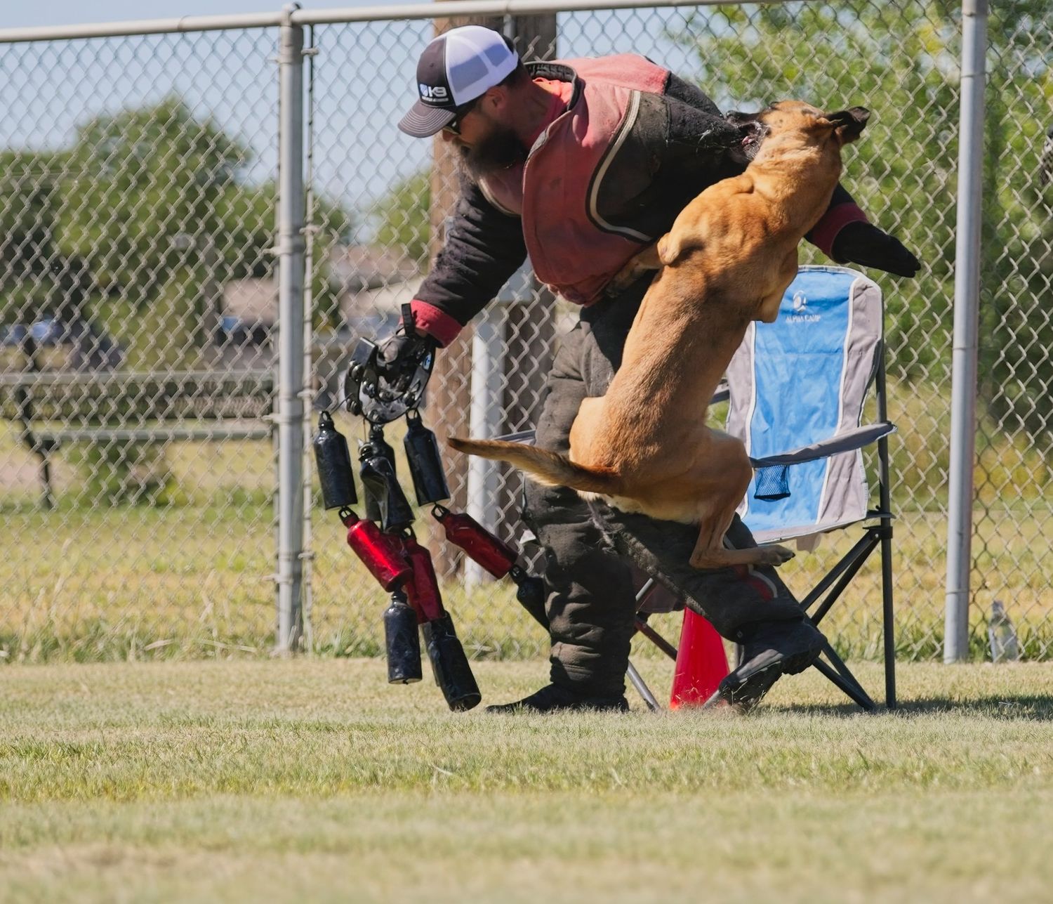A dog in protective gear performs bite training exercises with a handler on a grassy field near a chain link fence.