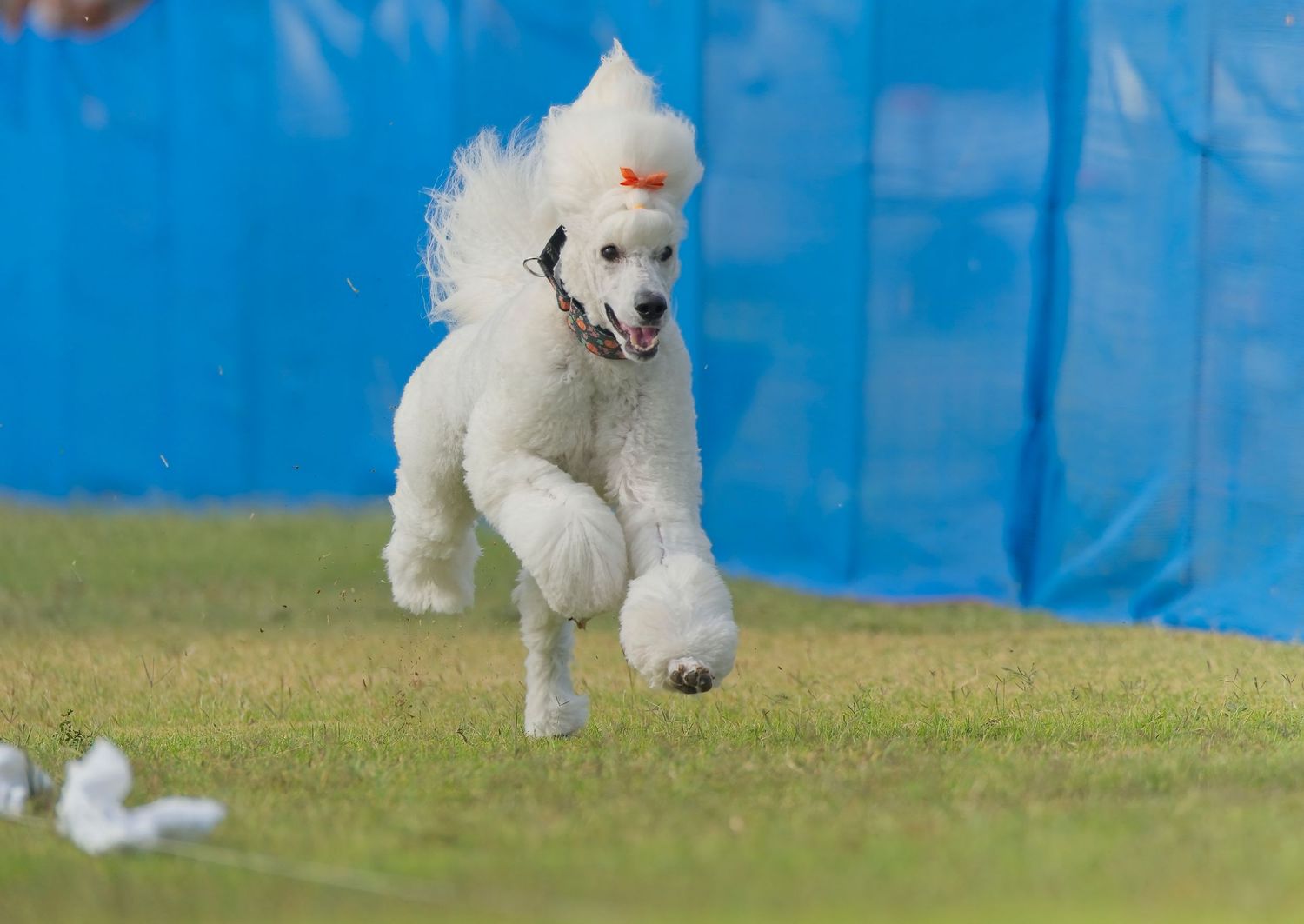 White dog running and leaping through an agility course with blue backdrop panels.