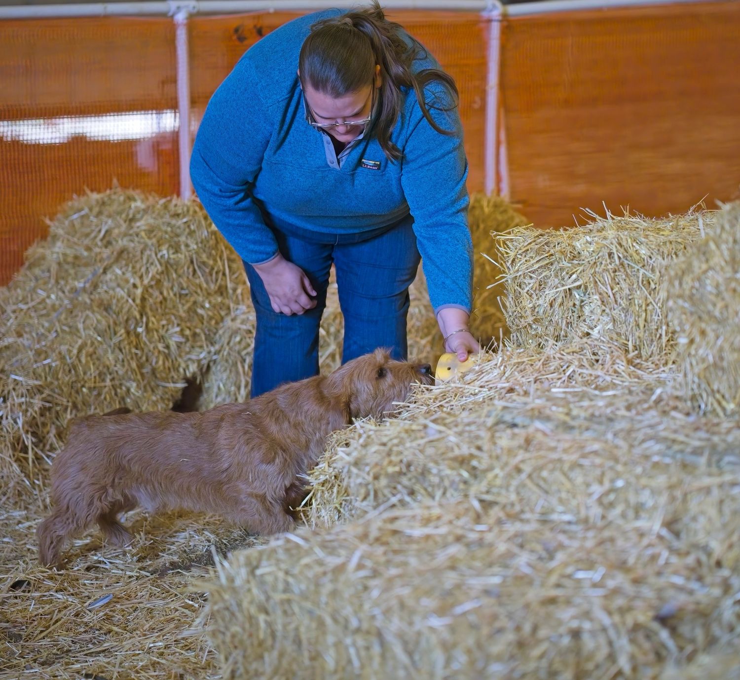 A Weimaraner dog searches through straw bales in a barn with someone in blue clothing nearby.
