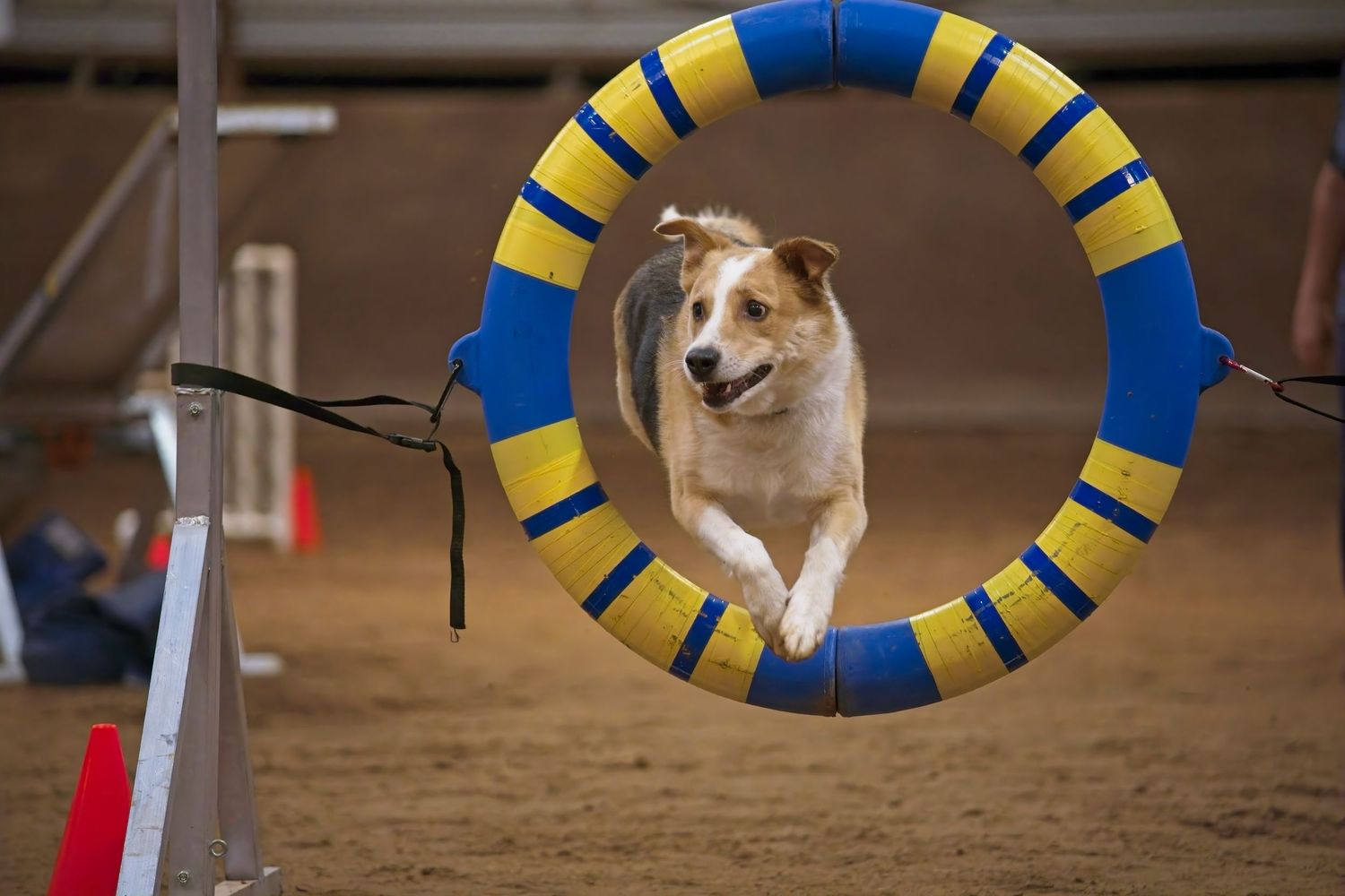 A dog navigating through a blue and yellow agility course tire obstacle in an indoor arena.