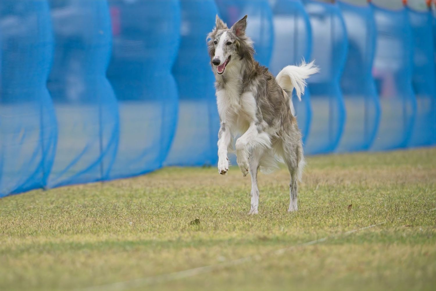 A Siberian Husky dog runs playfully through a grassy field with blue fencing in the background.
