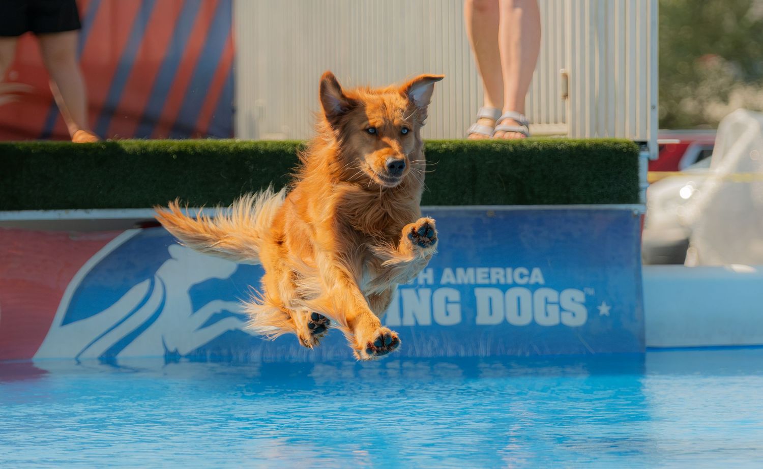 A golden dog leaps energetically into a pool at a North America Diving Dogs competition event.