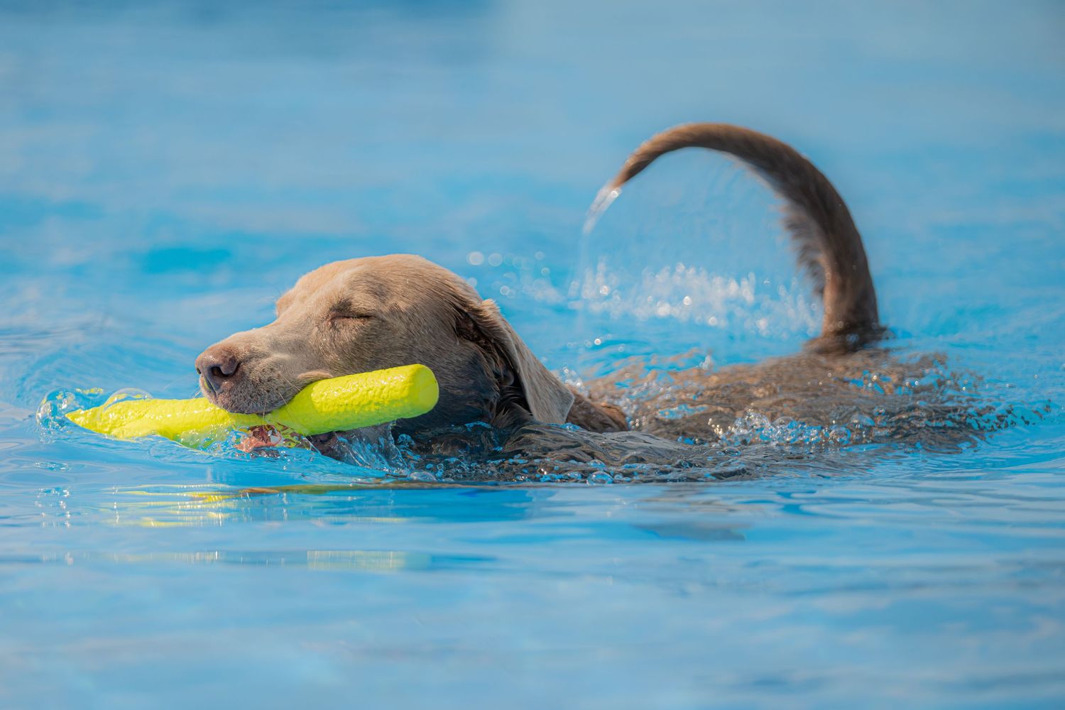 A chocolate Labrador retriever swimming in a blue pool while carrying a yellow toy in its mouth.