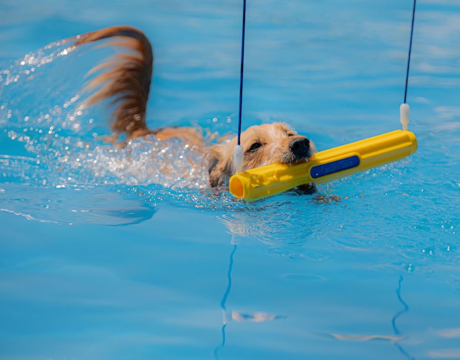 Golden retriever puppy swimming in a blue pool while carrying a yellow toy in its mouth.