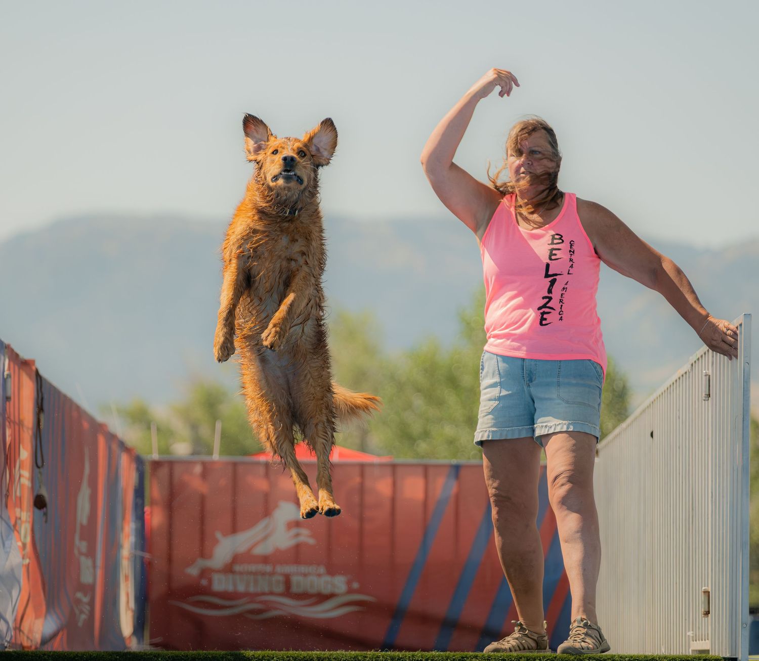 Woman in pink tank top trains golden dog leaping mid-air at outdoor dock diving competition.