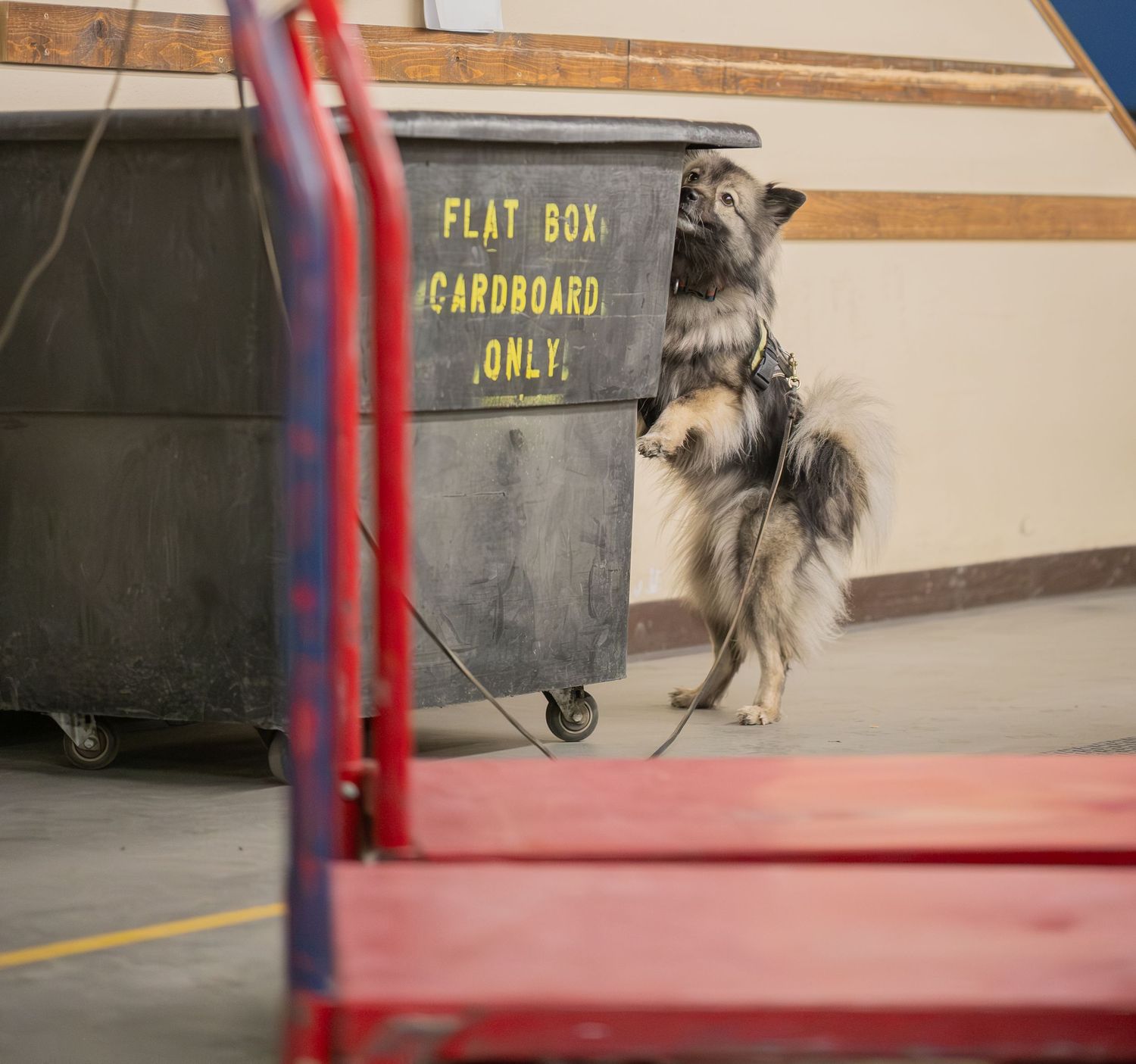 A dog standing on hind legs sniffing a cardboard recycling dumpster in a warehouse.