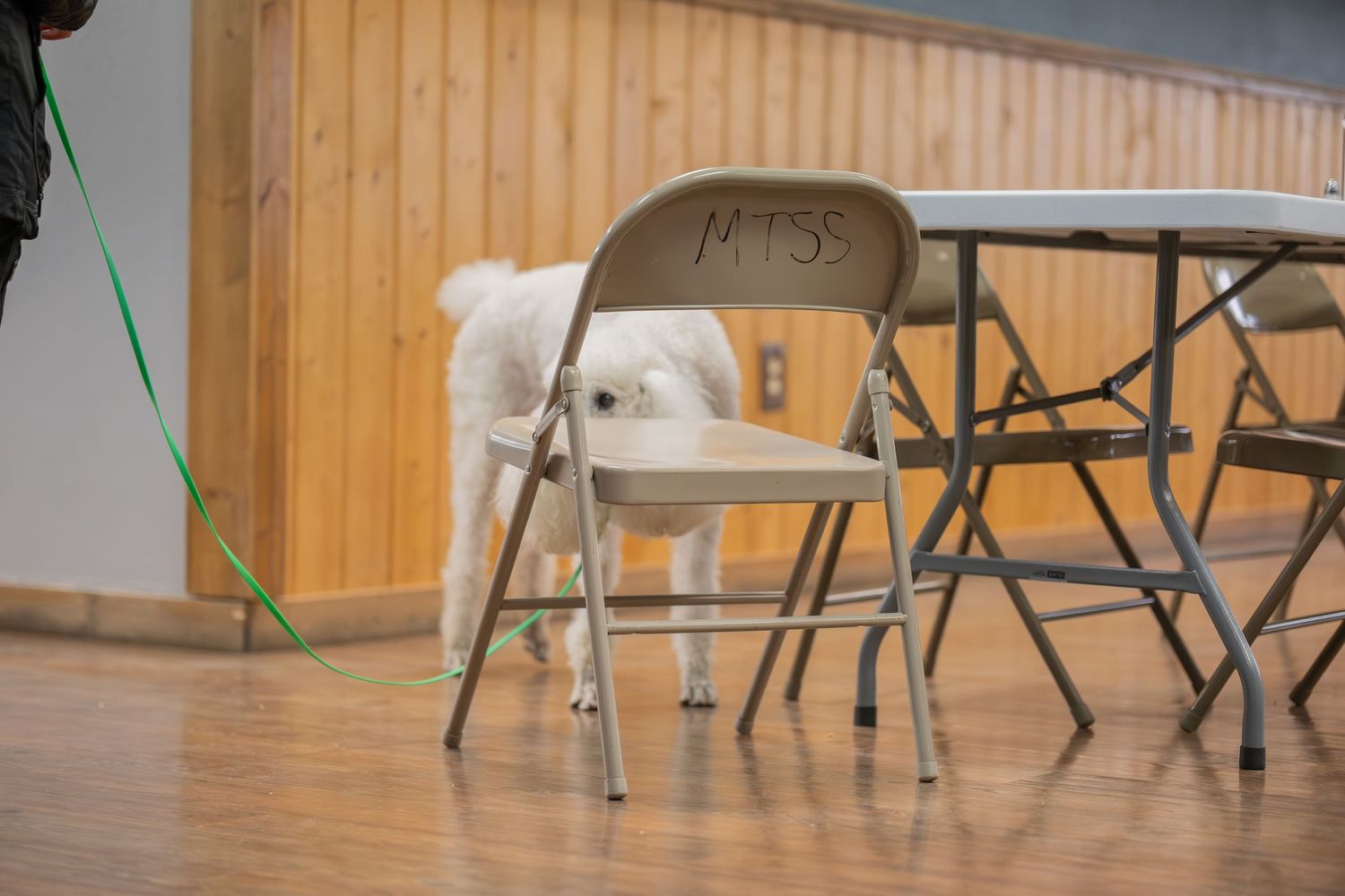 A white dog on a green leash sniffs under a folding chair labeled MTSS in a wood-floored hall.