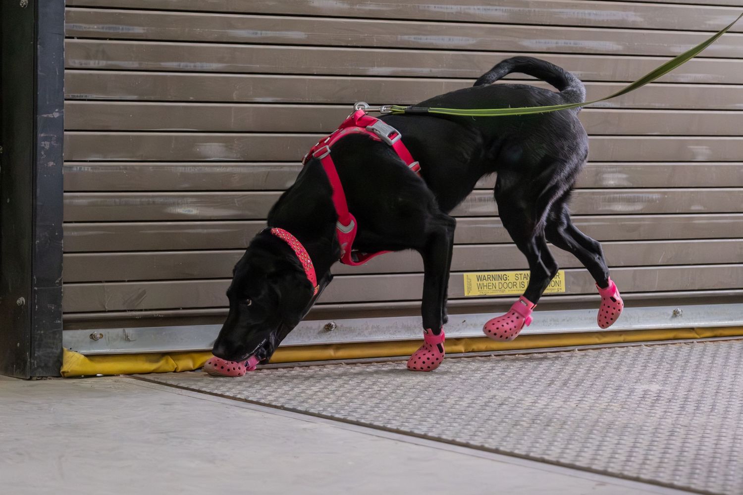Black dog wearing pink harness and booties sniffing ground on leash near industrial garage door.