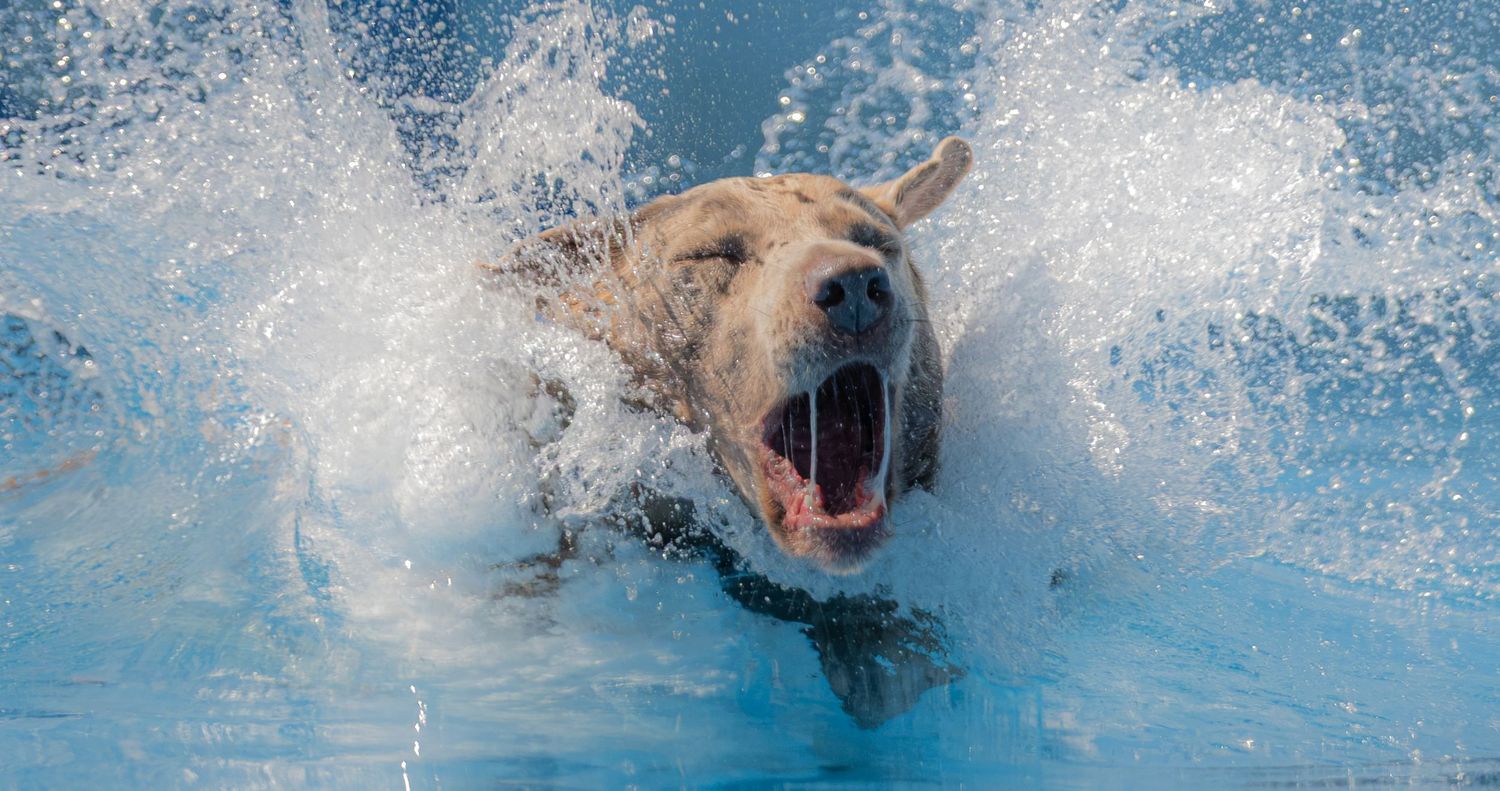 A yellow Labrador dog splashing energetically through a bright blue swimming pool with water spraying around.