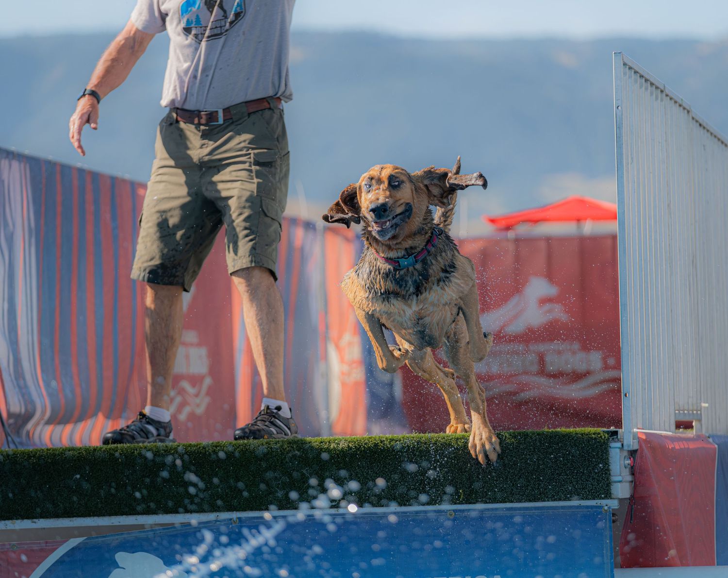 A wet dog leaps off a dock into water at a dog diving competition event.