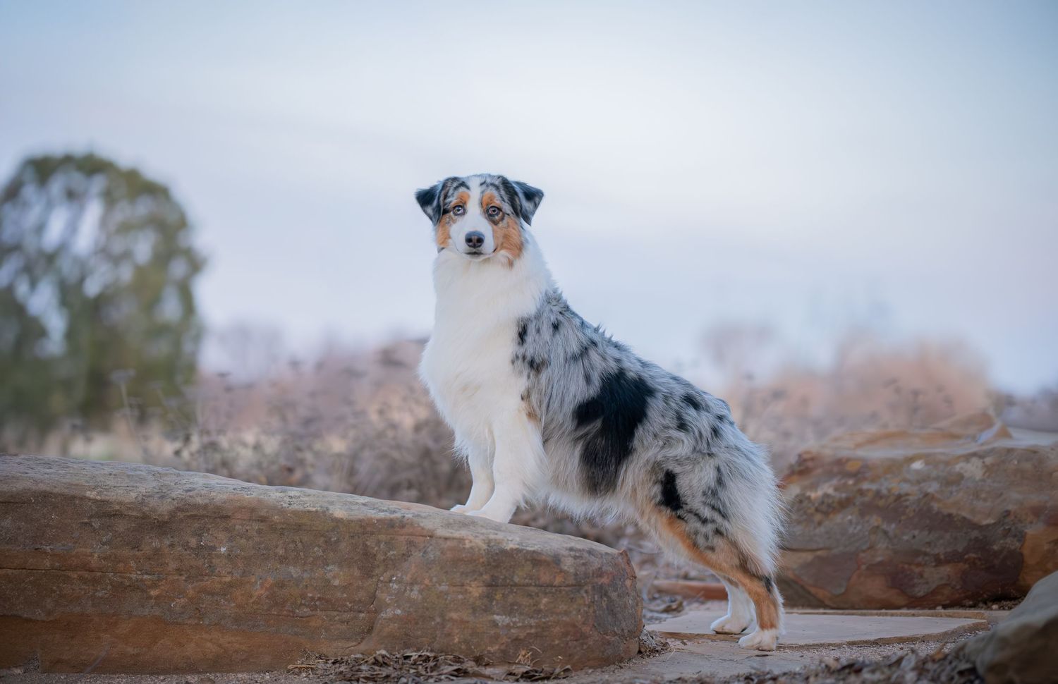 Australian Shepherd dog with blue merle coat sitting on rocks outdoors against a soft sky background.