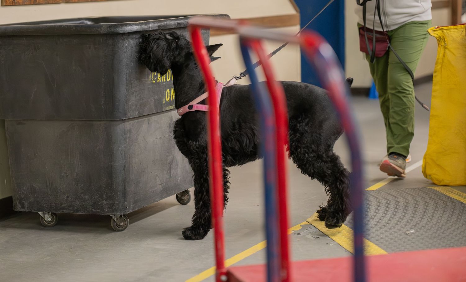 Black curly-haired dog on a red leash standing near a gray bin during an indoor dog training session.