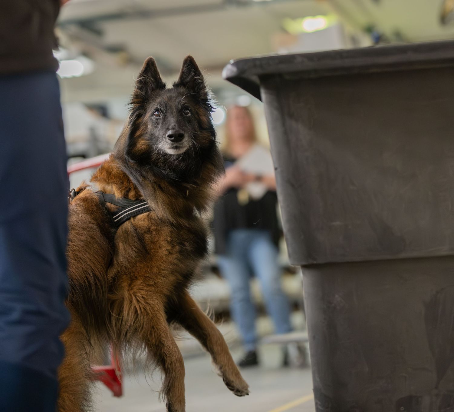 A Belgian Tervuren dog stands on hind legs near a gray trash can in a busy indoor facility.