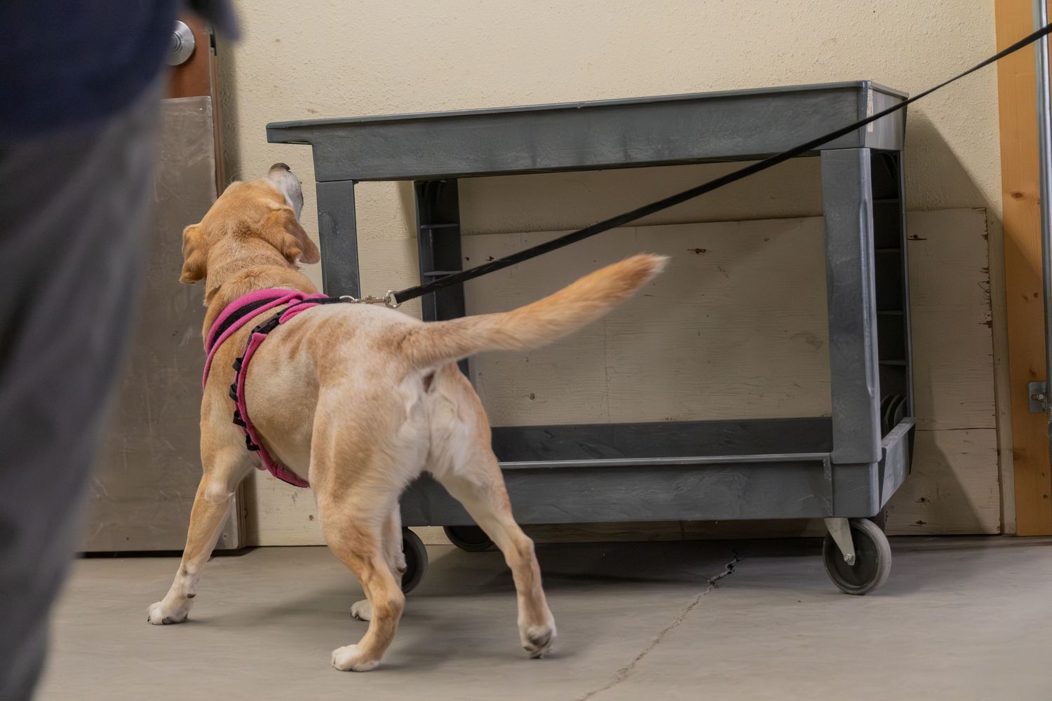 A yellow Labrador in a harness sniffs under a gray metal cart during a scent detection training exercise.