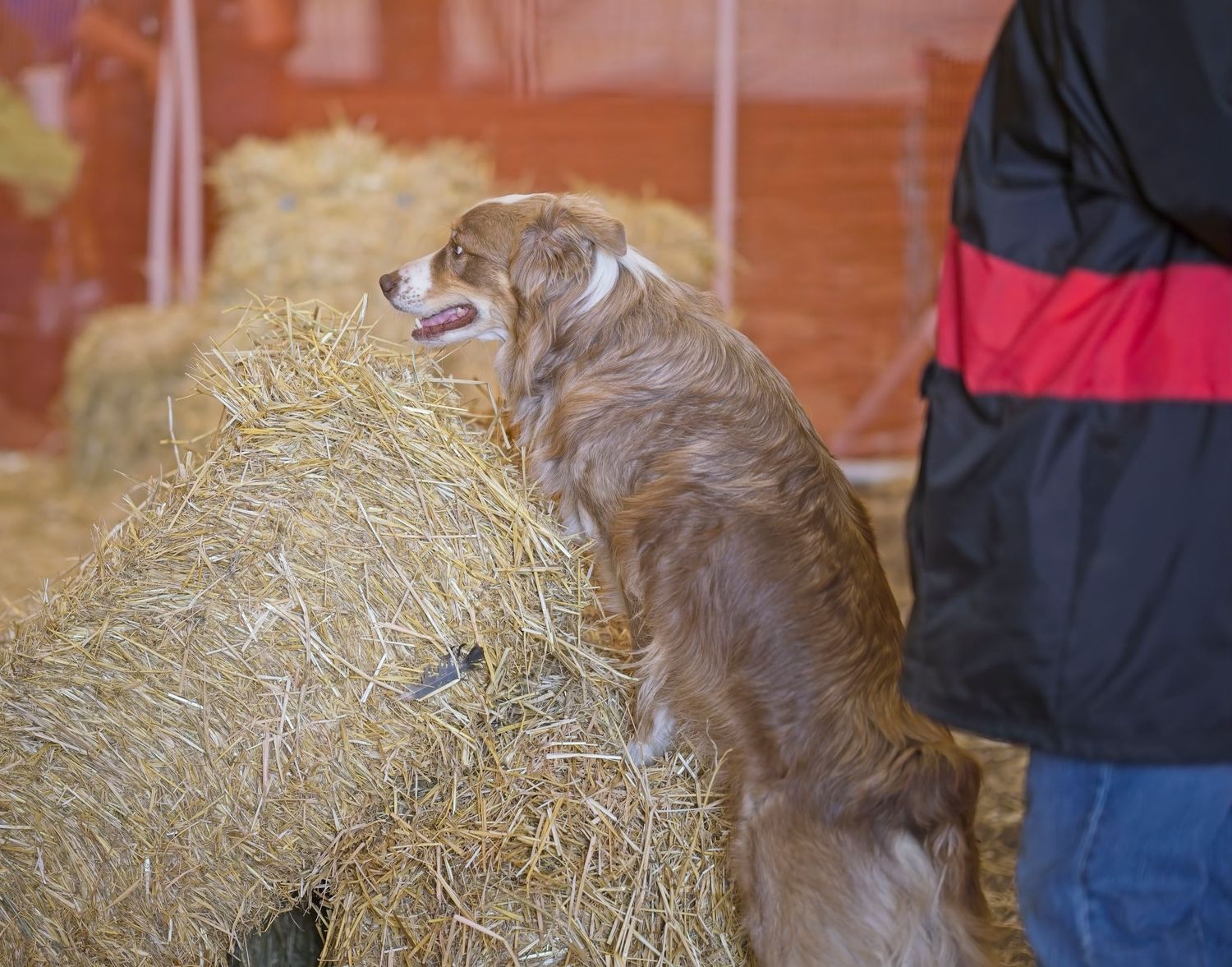 Brown dog searching through hay bales in an indoor training area.