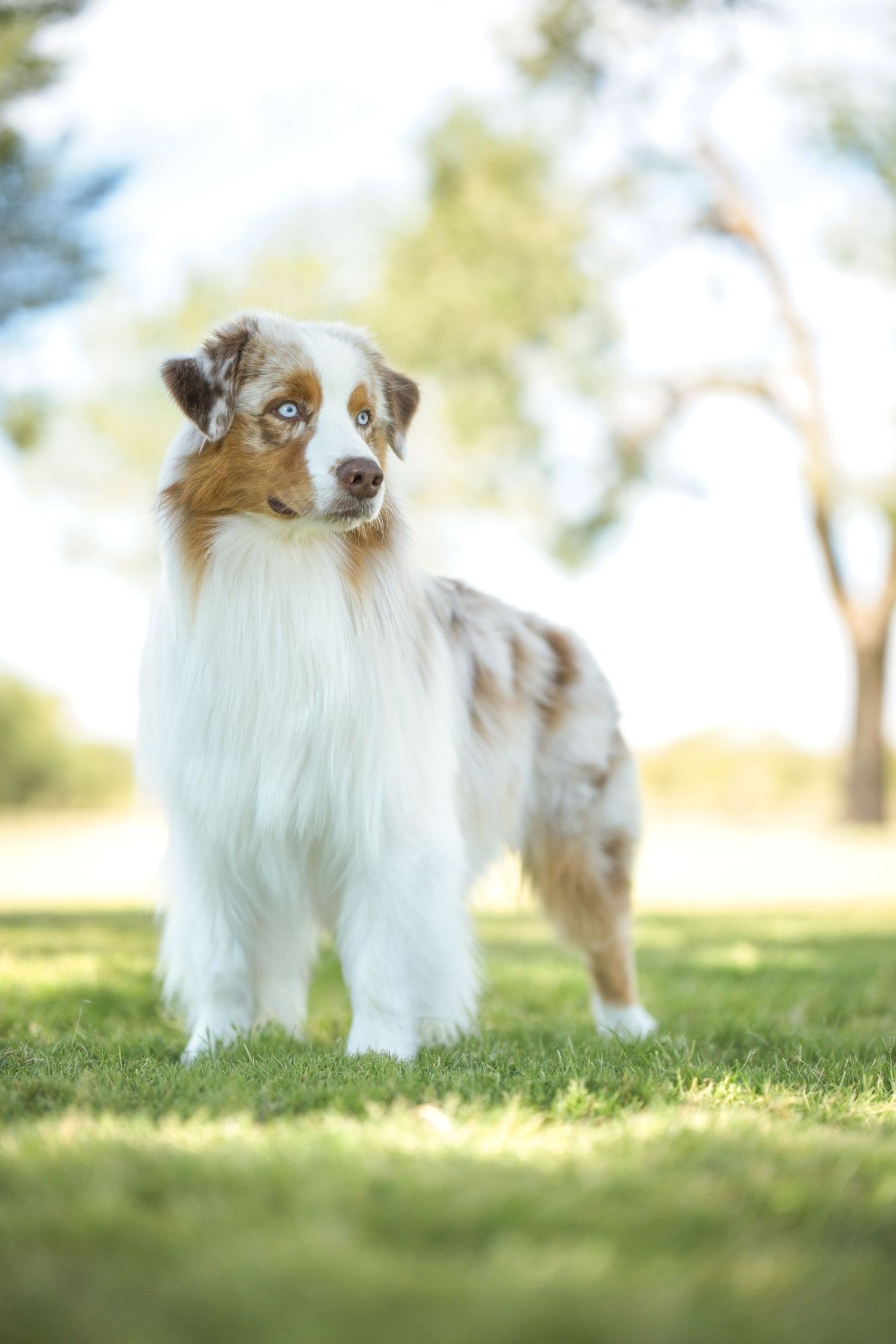 An Australian Shepherd dog with brown and white fur stands alertly on grass in a sunny outdoor setting.