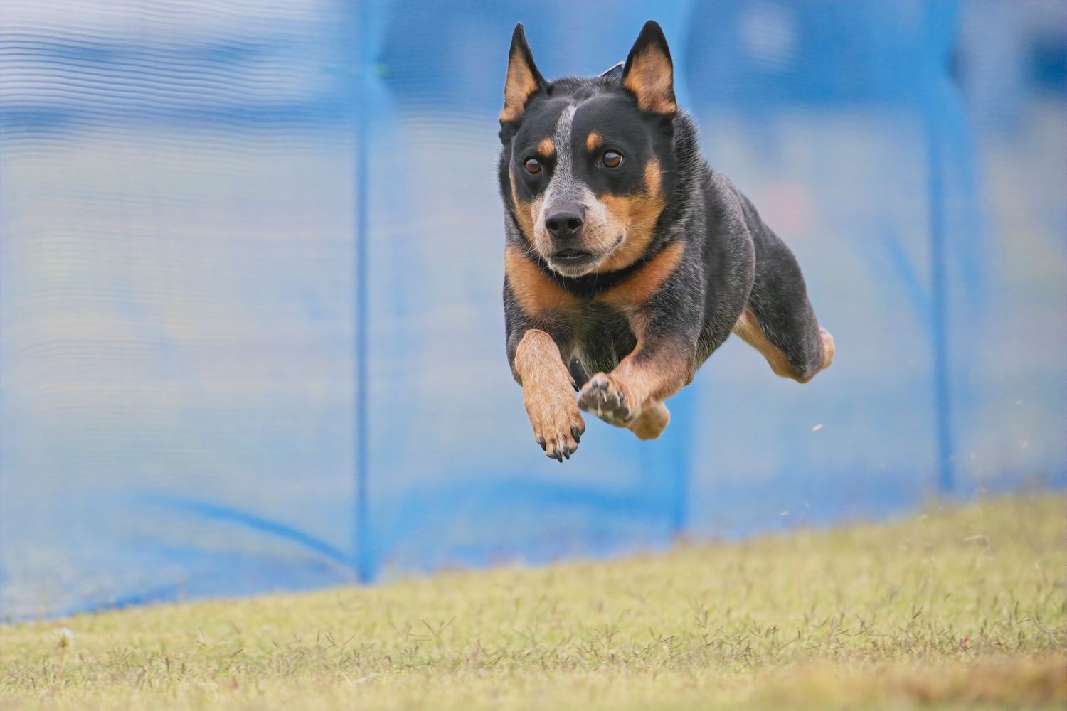A black and tan Australian Cattle Dog leaps joyfully through the air against a blue background.
