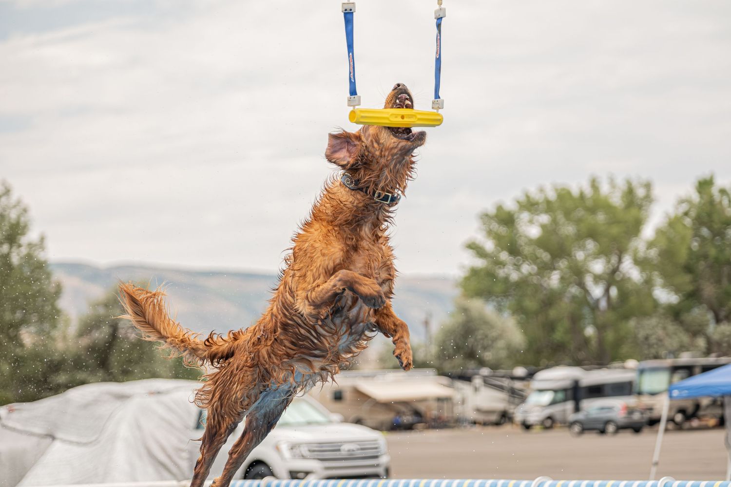 A wet golden retriever leaps to catch a yellow ring toy suspended in the air during an outdoor dog agility event.