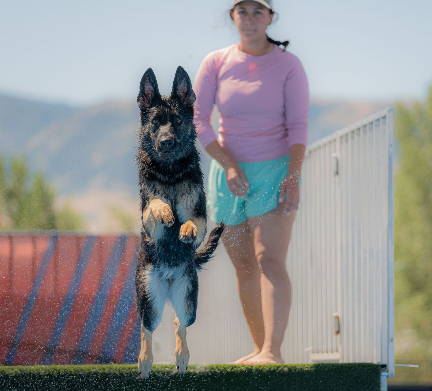 A black German Shepherd jumps mid-air during dog training outdoors, with a woman in pink top and teal shorts standing nearby.