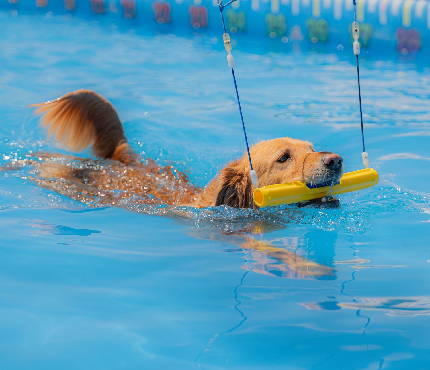 Golden Retriever dog swimming in a blue pool while carrying a yellow toy in its mouth.