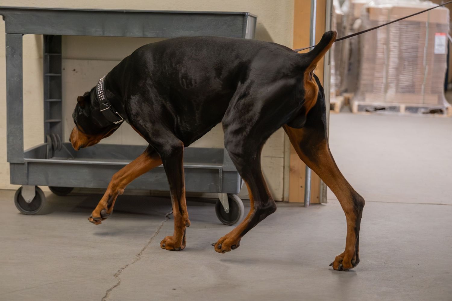 A sleek black and tan Doberman Pinscher on a leash sniffing the floor in an industrial warehouse setting.
