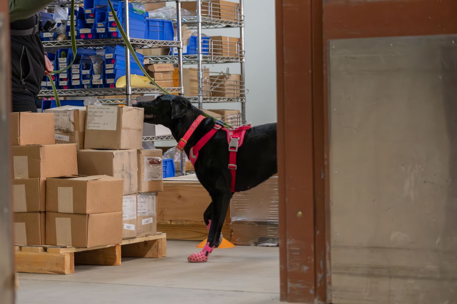 Black Labrador in red harness and boots inspecting cardboard boxes in a warehouse storage area.