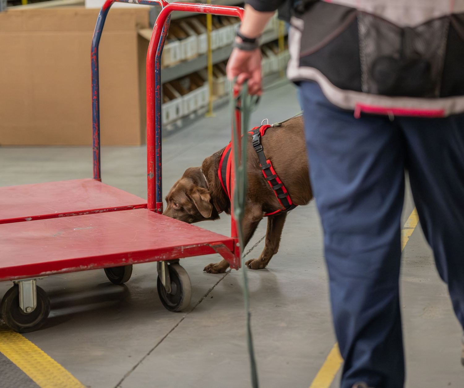 A brown dog on a leash sniffs a red warehouse cart while a worker guides it through an industrial facility.