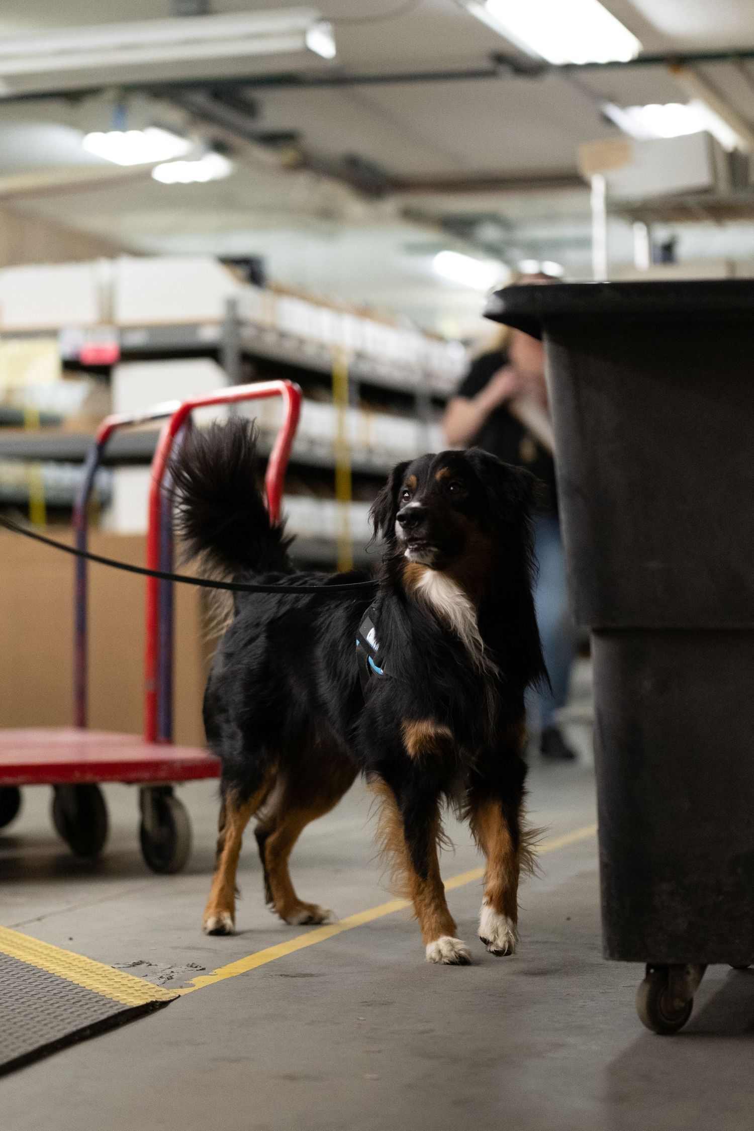 A black and tan dog on a leash stands alert in an industrial warehouse near a large trash bin.