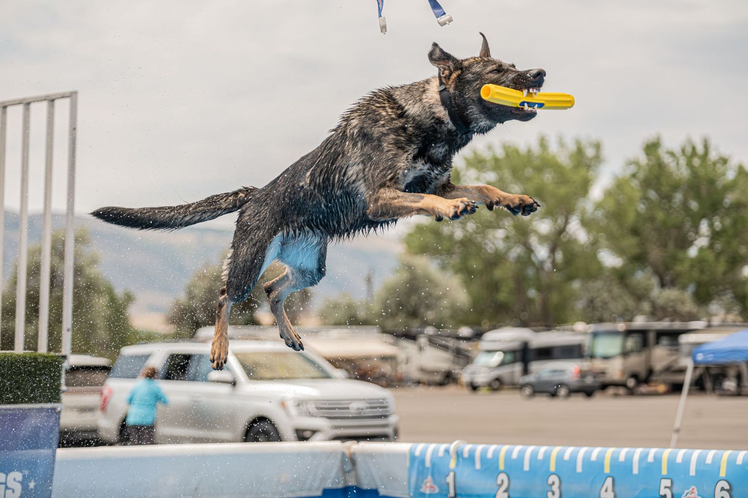 A wet German Shepherd dog leaps through the air catching a yellow frisbee at an outdoor dock diving competition.