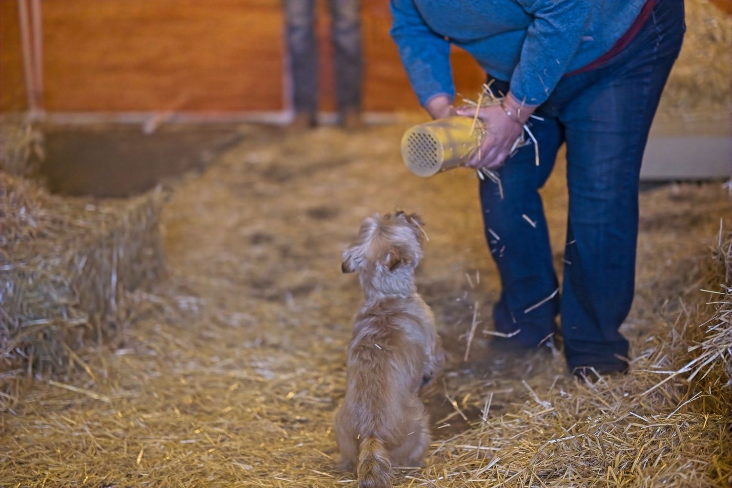 Dog eagerly looks up at someone holding a treat in a barn with hay.