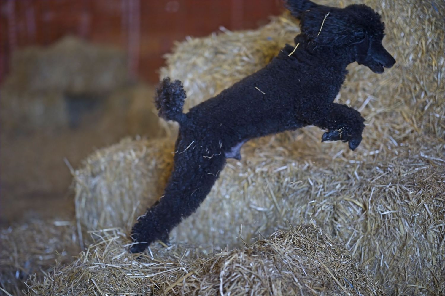 Small black puppy playfully jumping and running through piles of hay in sequence.