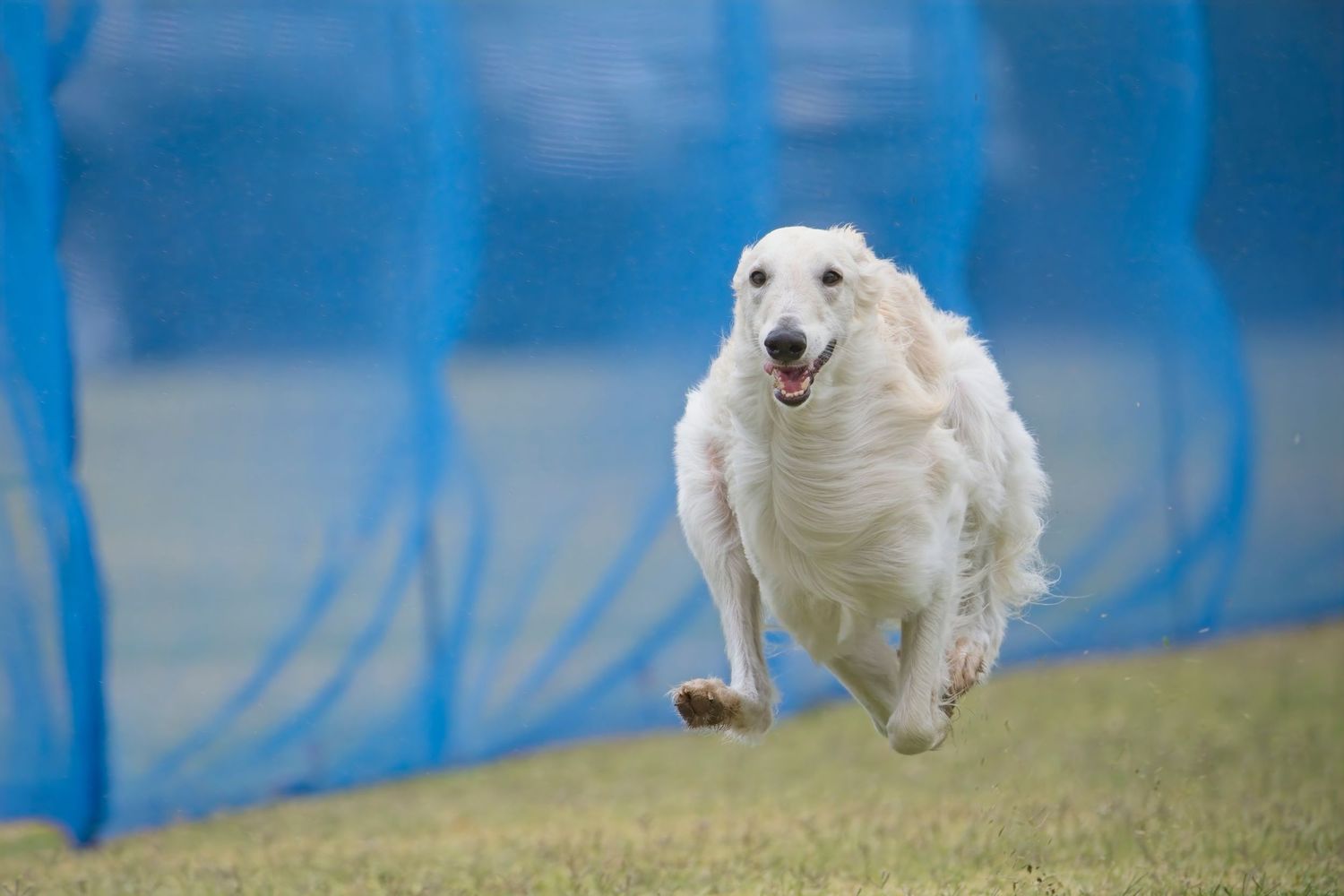 A white dog runs joyfully across an agility course with blue barriers visible in the background.