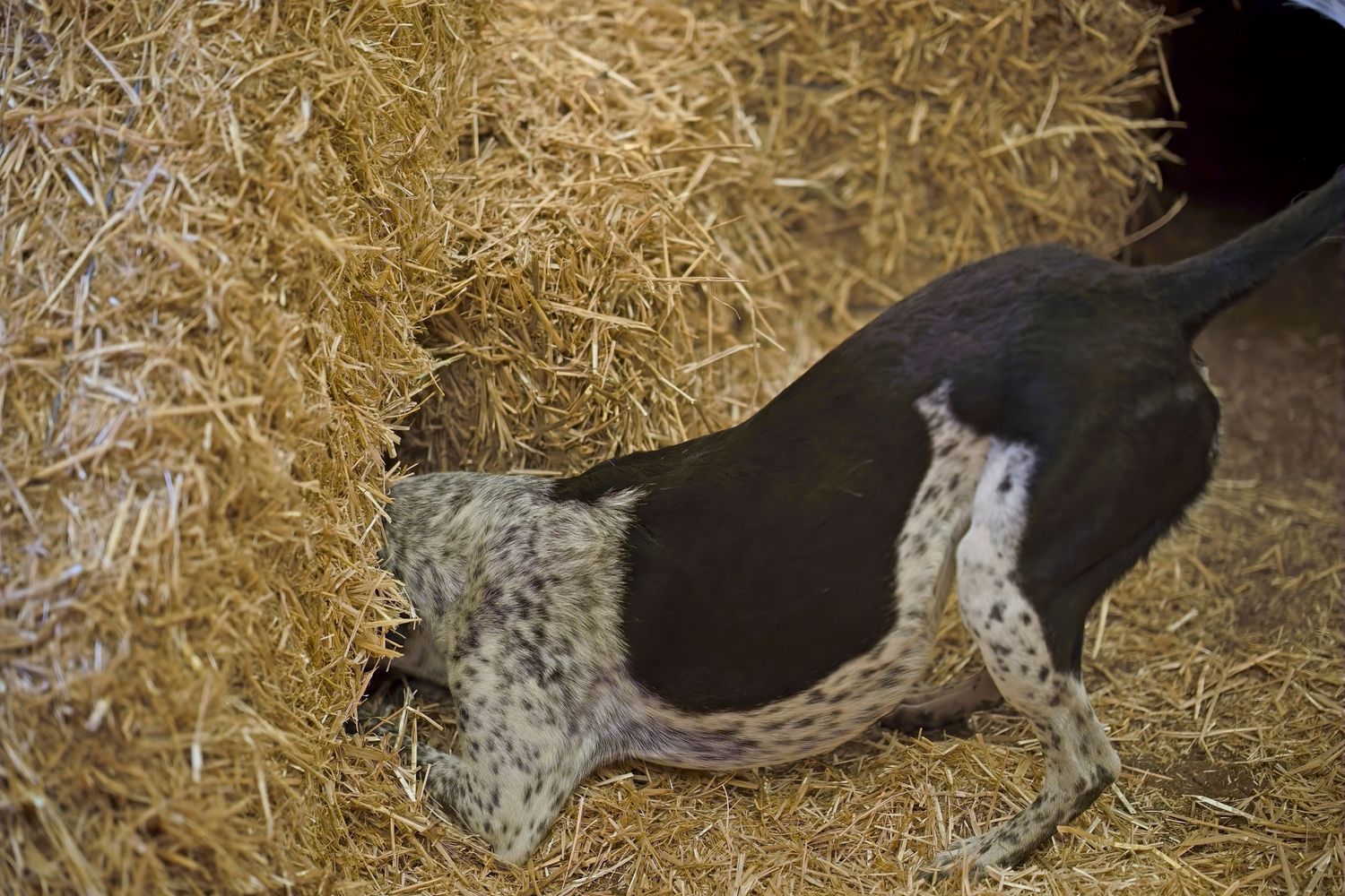 Black and white dog running through straw-covered course during agility training.