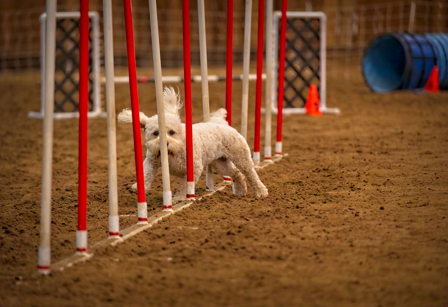 A small white dog navigates through red and white agility poles during a dog training competition.