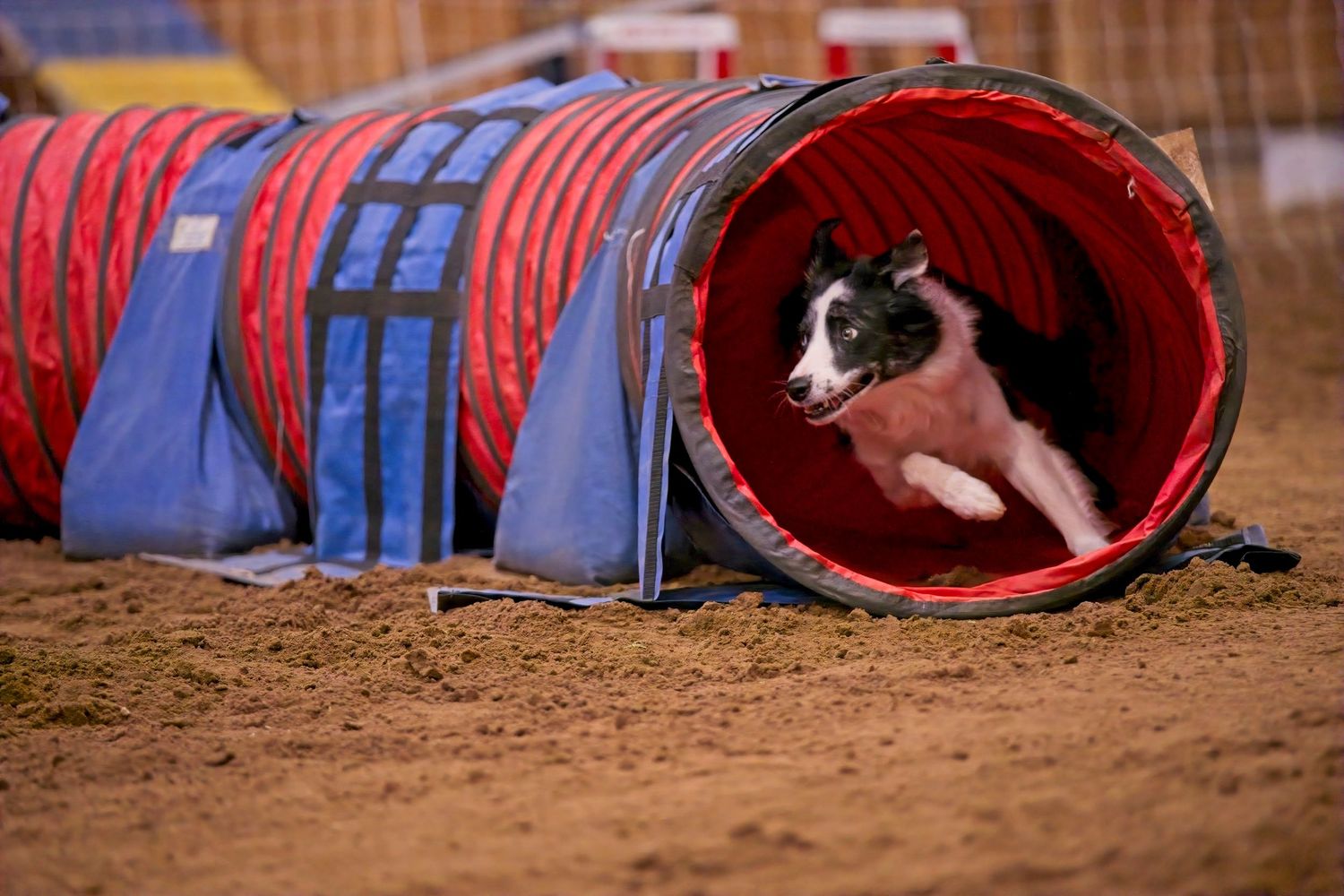 A black and white border collie dog runs through a red agility tunnel during a competition course.