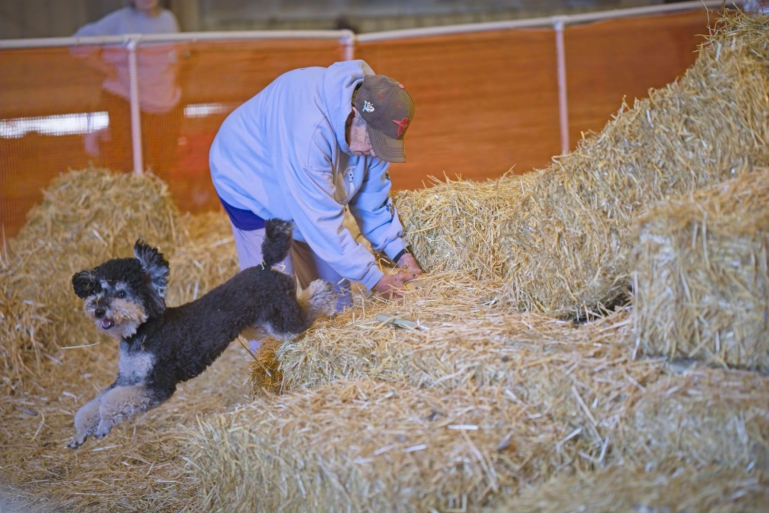 A dog leaps through a hay bale obstacle course during an agility competition as a handler watches from above.