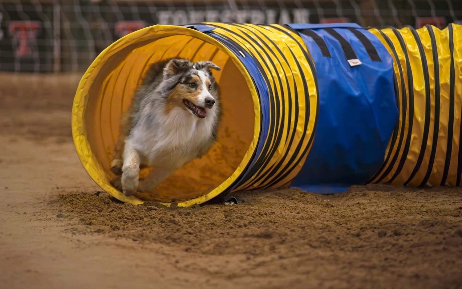 A Shetland Sheepdog runs through a blue and yellow agility tunnel during a dog sport competition.