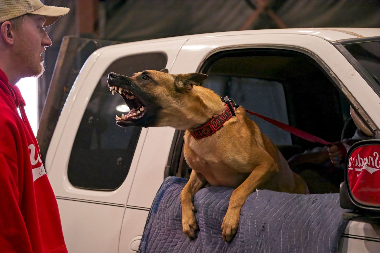 A brown dog with an excited expression leans out of a white truck window while wearing a red collar.
