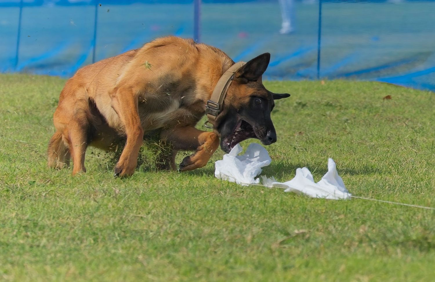 A sequence of photos showing a German Shepherd dog tracking and searching through grass in a training exercise.