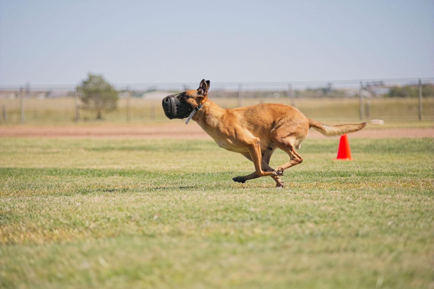 A Belgian Malinois dog runs and leaps over an orange traffic cone during agility training on a grassy field.
