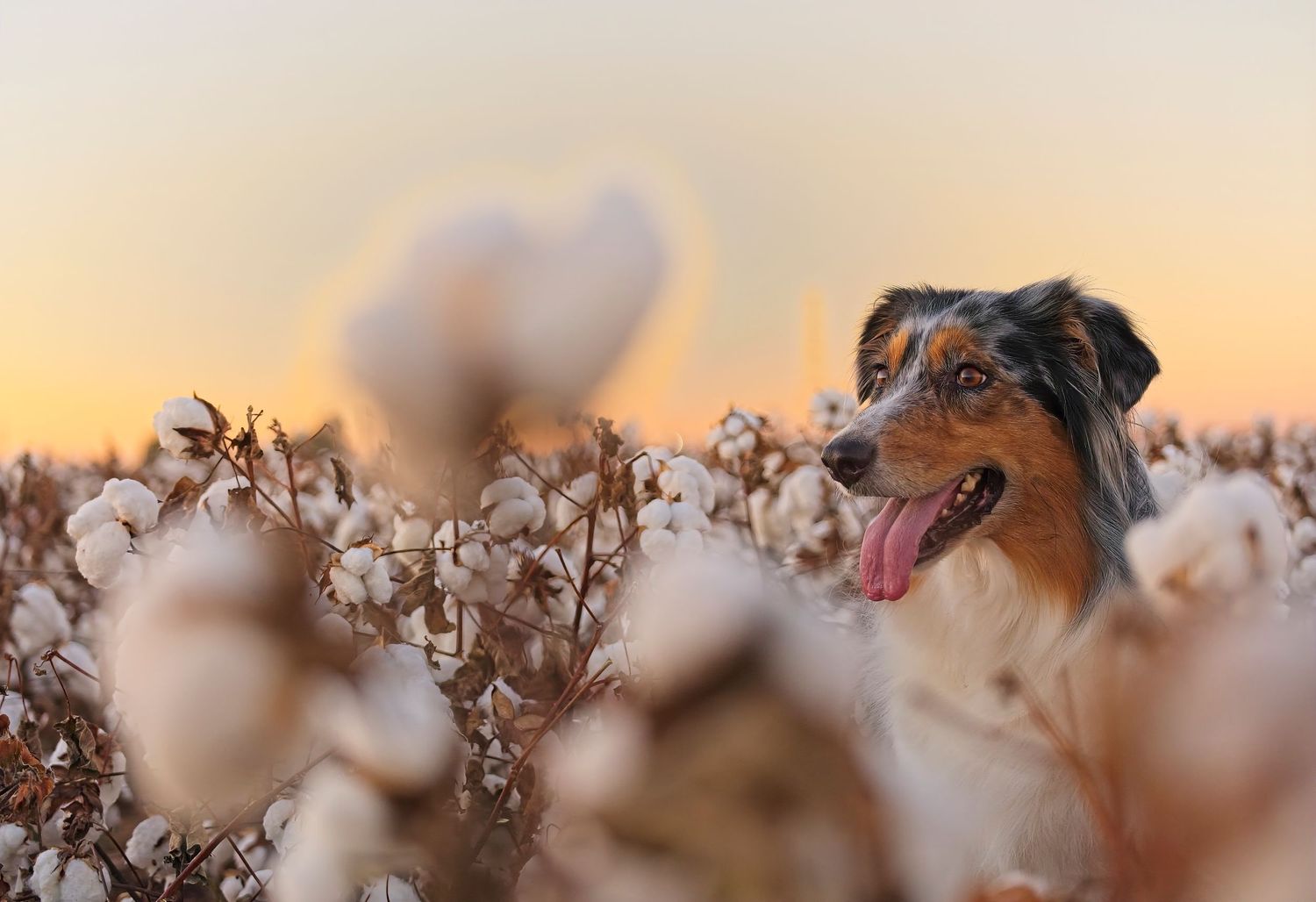 Australian Shepherd dog portrait amid cotton plants during golden sunset hour.