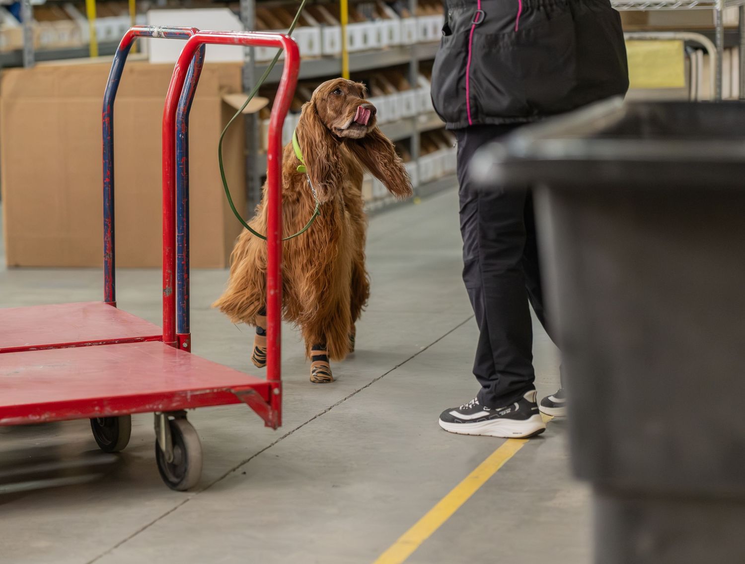 A fluffy brown Cocker Spaniel dog standing on hind legs near a red cart in a warehouse setting.