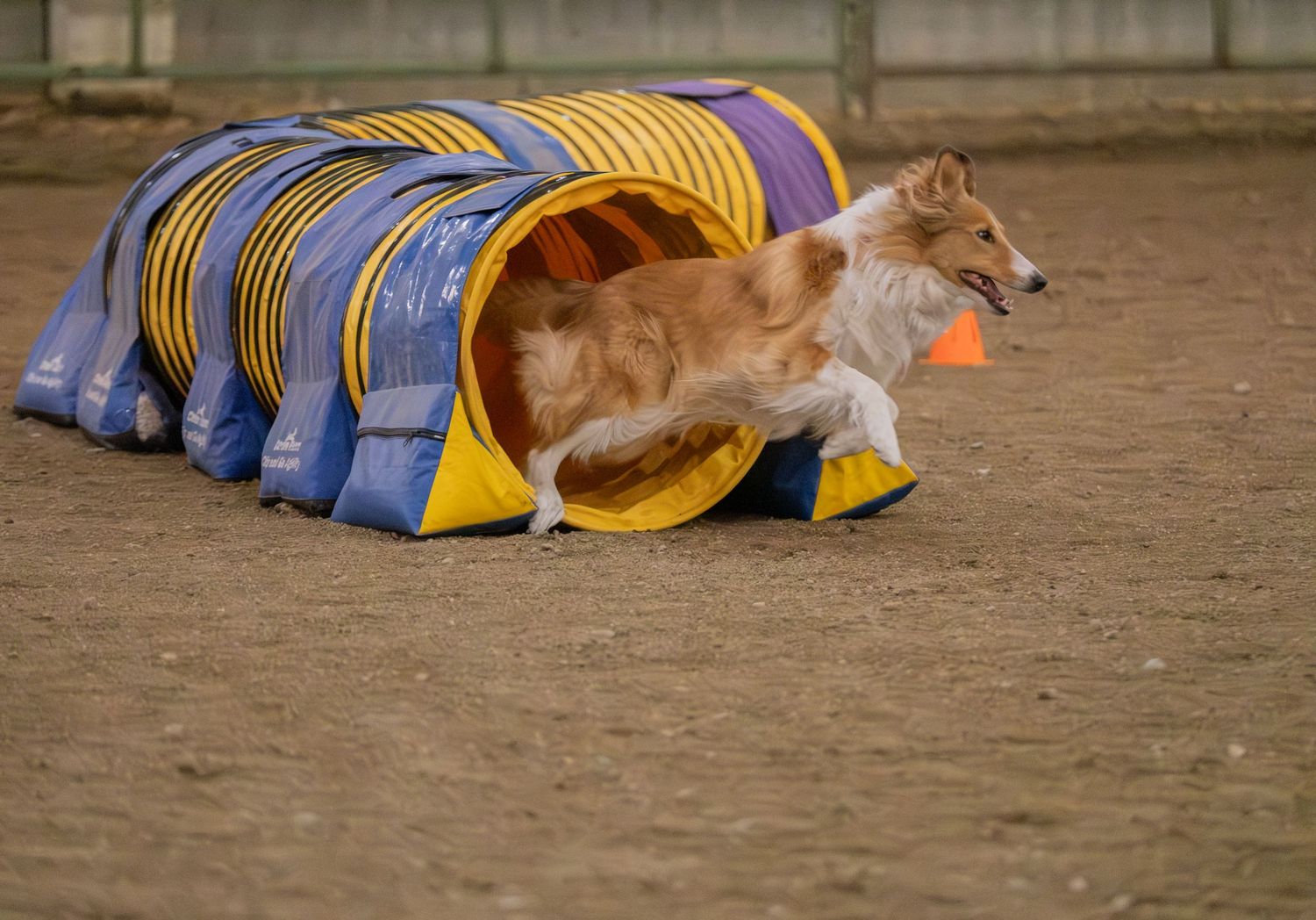 A Collie dog runs through a colorful agility tunnel on a sandy course during a dog agility competition.