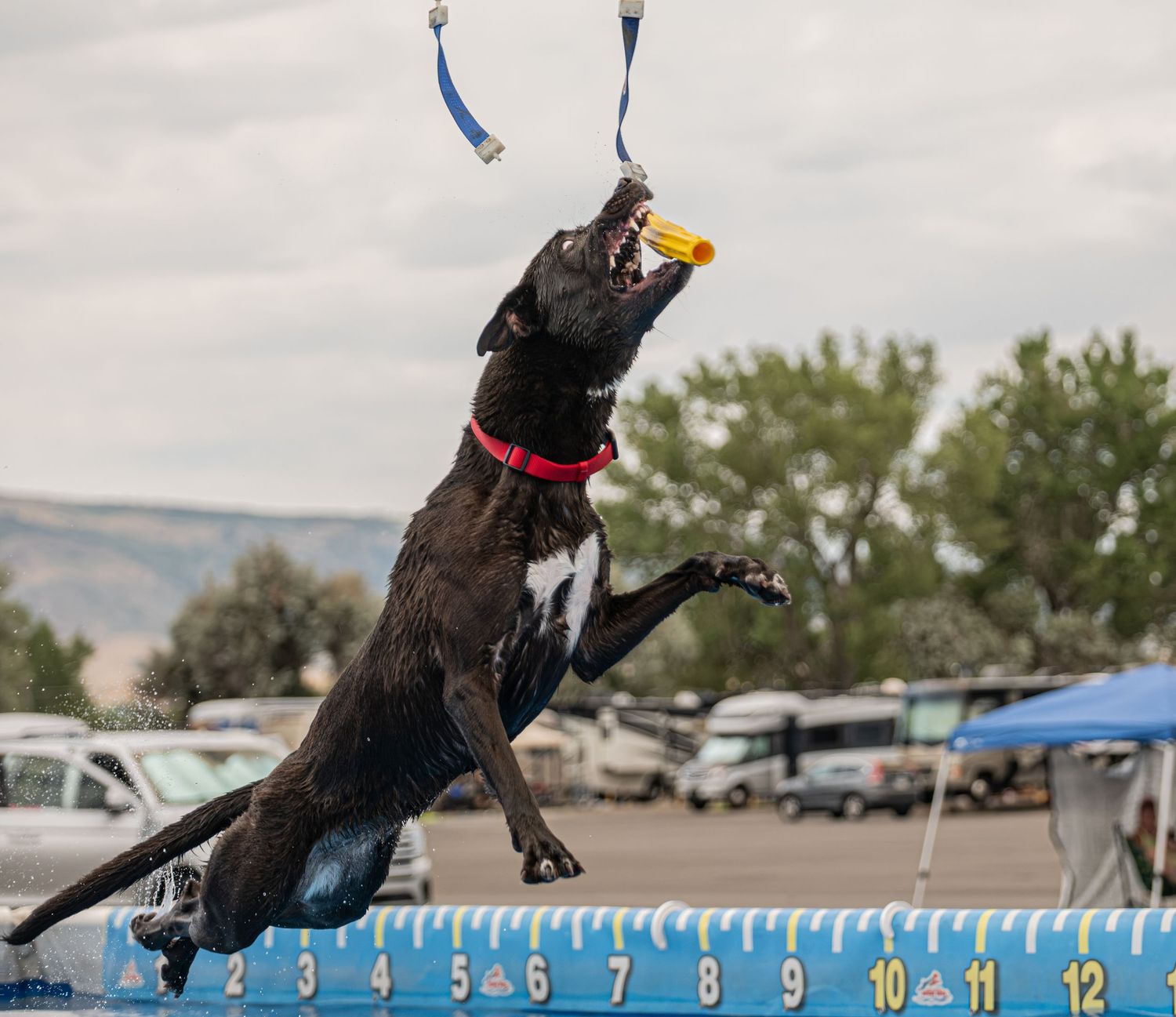 Black Labrador dog leaping to catch a yellow toy during a dock diving competition, with a ruler measuring the jump distance.