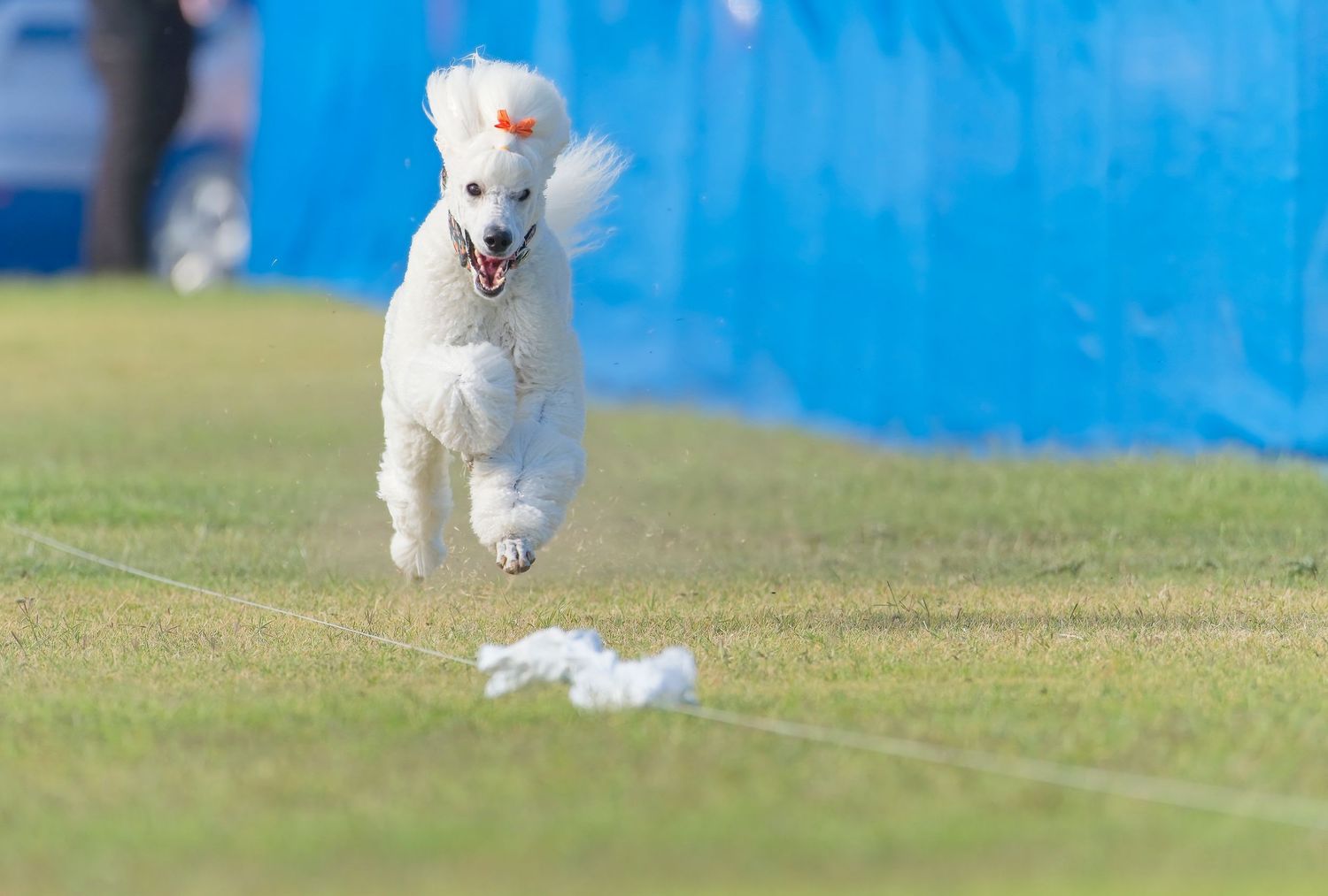 A small white Bichon Frise dog runs and plays energetically on a grassy field with blue background.