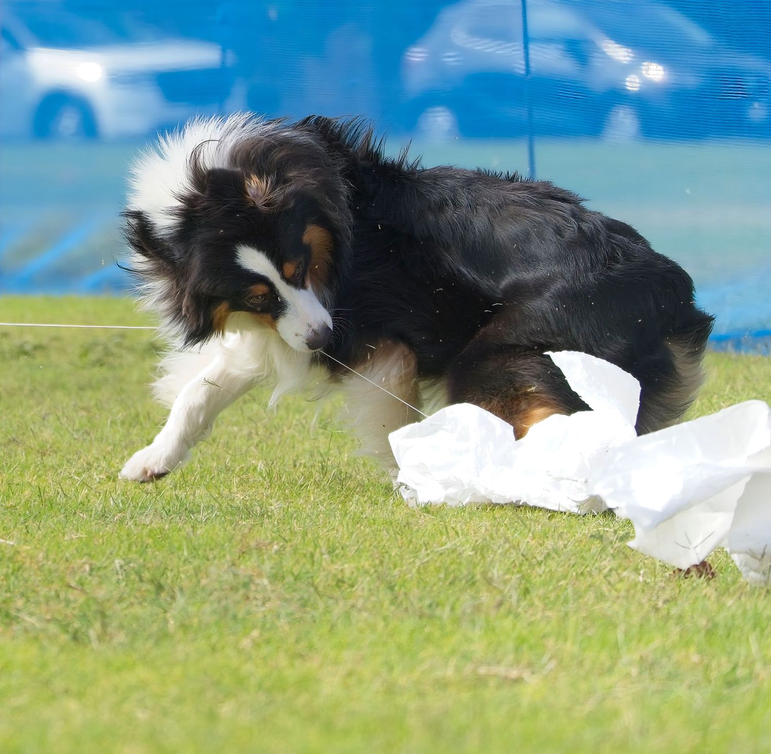 Border collie dog running and leaping through the air to catch a flying disc during a game of fetch.