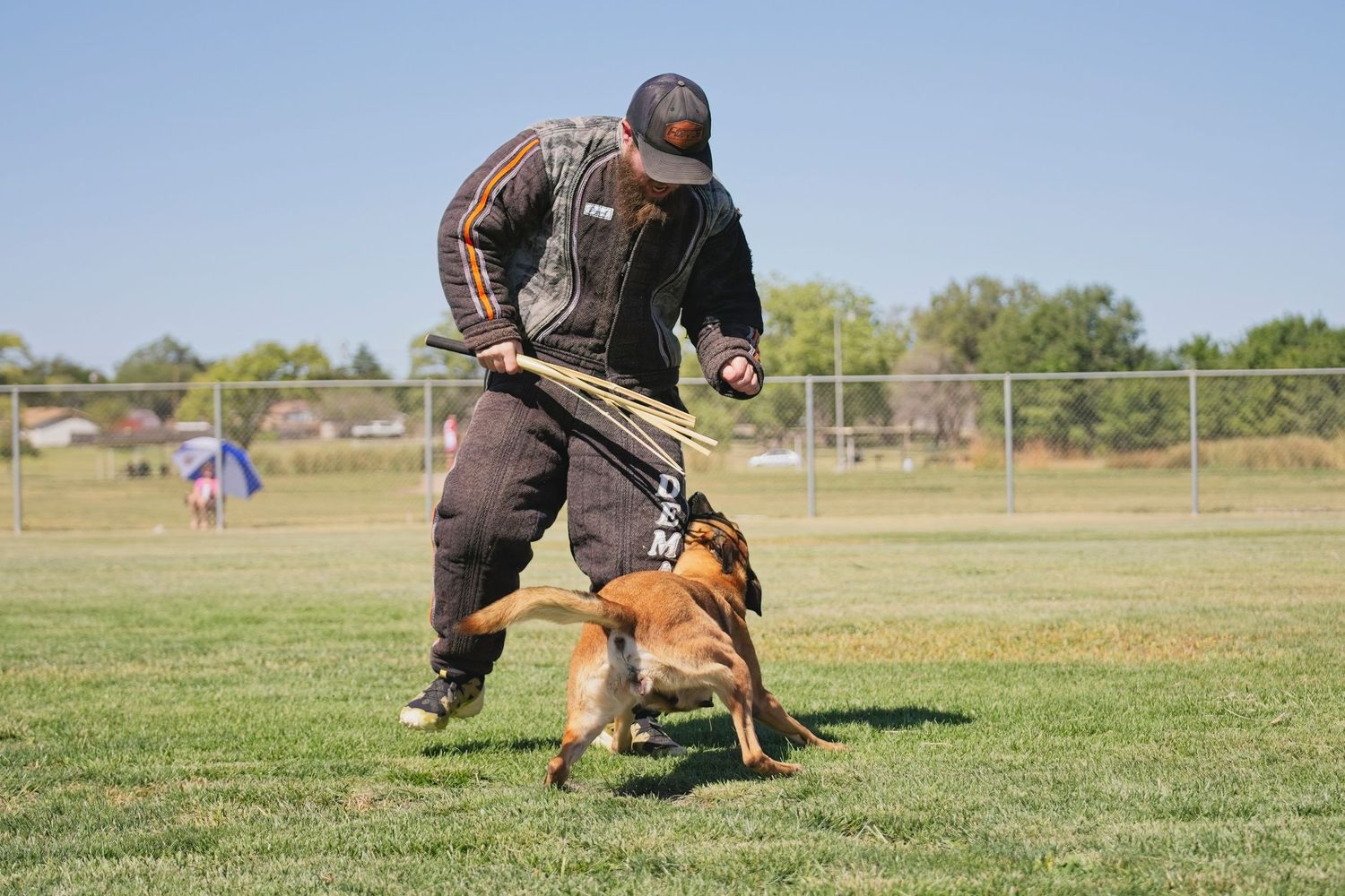 Dog handler working with canine on agility and obedience training in open field.