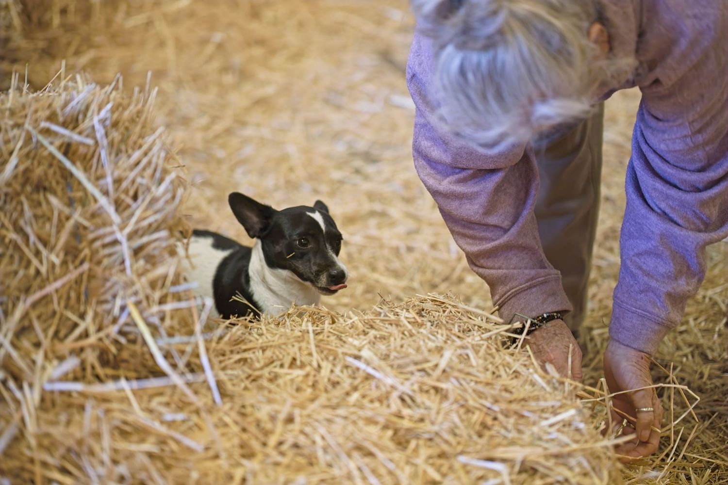 A small black and white rabbit sits in hay while someone in purple pants stands nearby.
