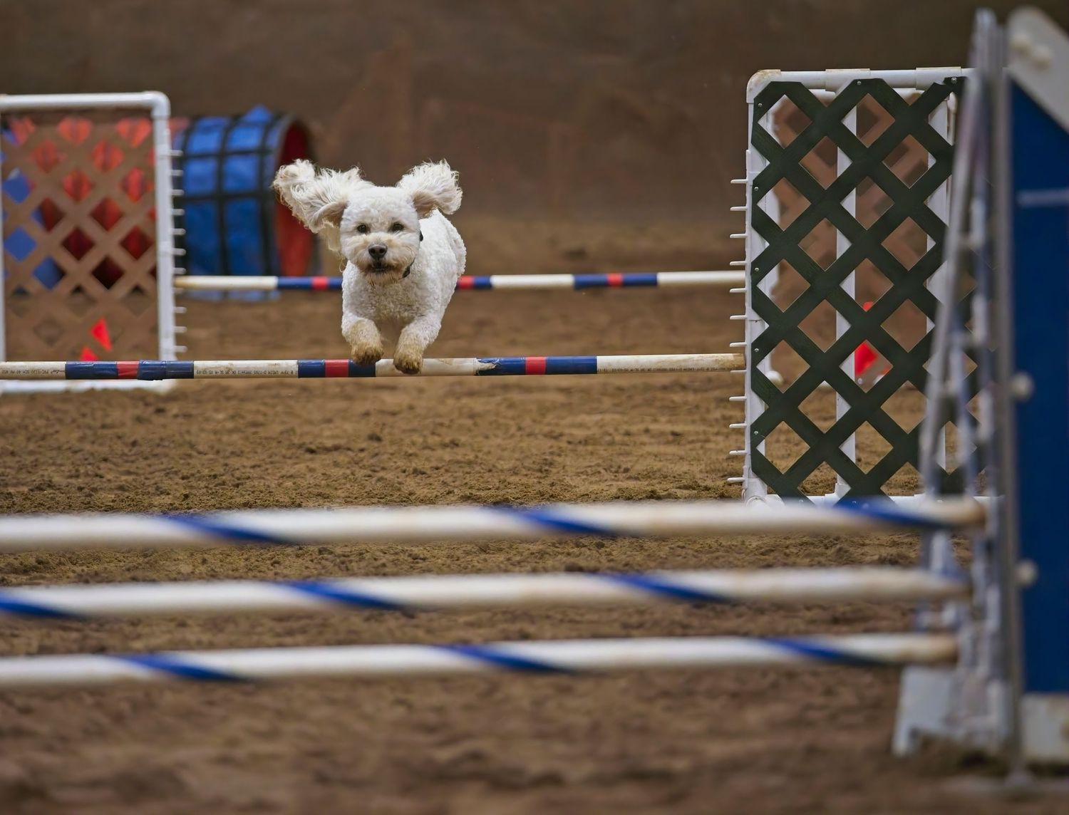 Small white dog clearing an agility course jump obstacle during competition training.